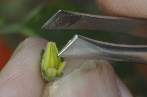 H�ndbest�vning af tomat.