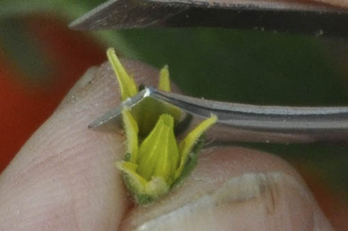 H�ndbest�vning af tomat.