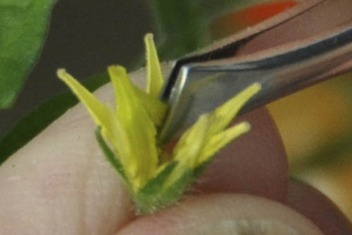 H�ndbest�vning af tomat.