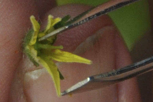 H�ndbest�vning af tomat.