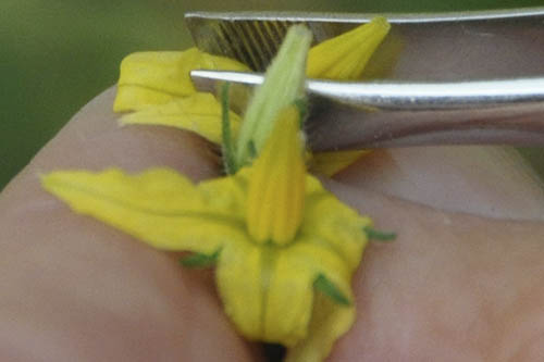 H�ndbest�vning af tomat.