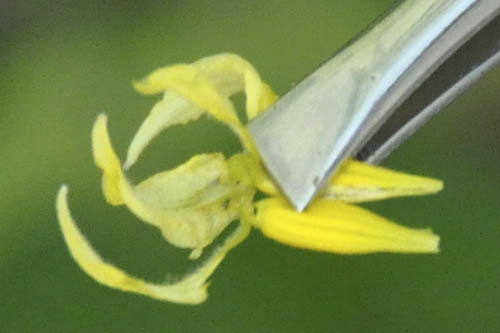 H�ndbest�vning af tomat.