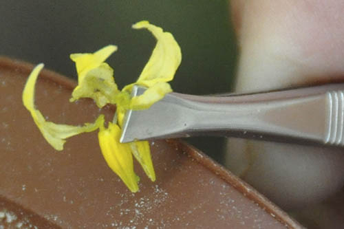 H�ndbest�vning af tomat.