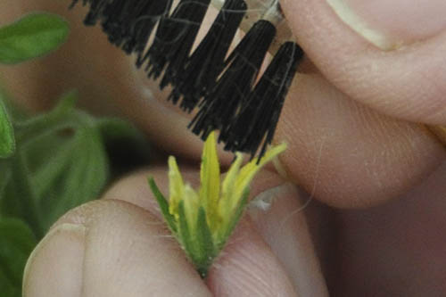 H�ndbest�vning af tomat.