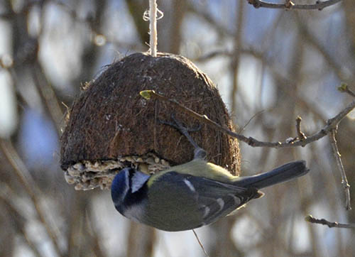 Bl�mejse spiser fra kokosn�d.