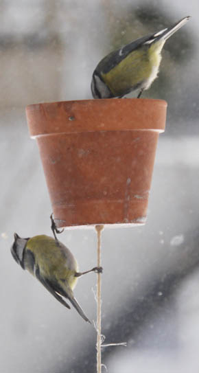 Bl�mejser spiser fra urtepotte.