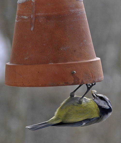 Bl�mejse spiser fra urtepotte