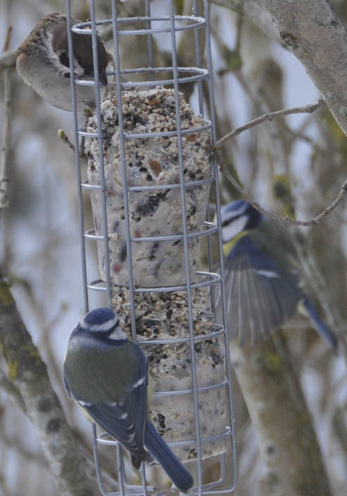 Bl�mejser og skovspurv