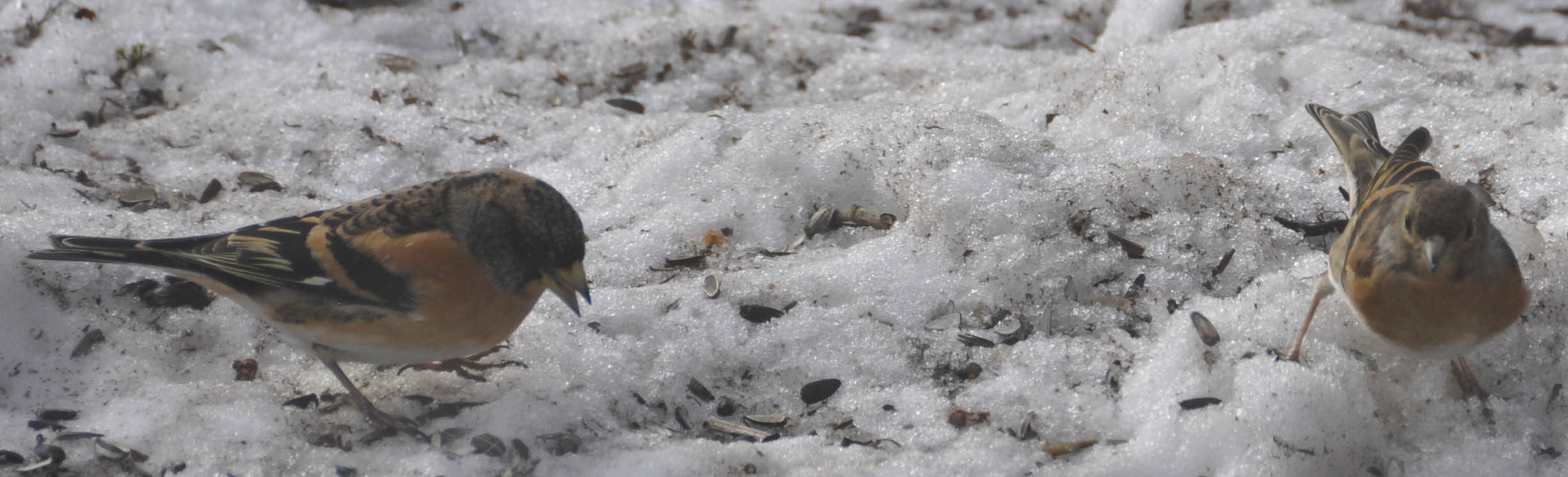 Kv�kerfinke, Fringilla montifringilla