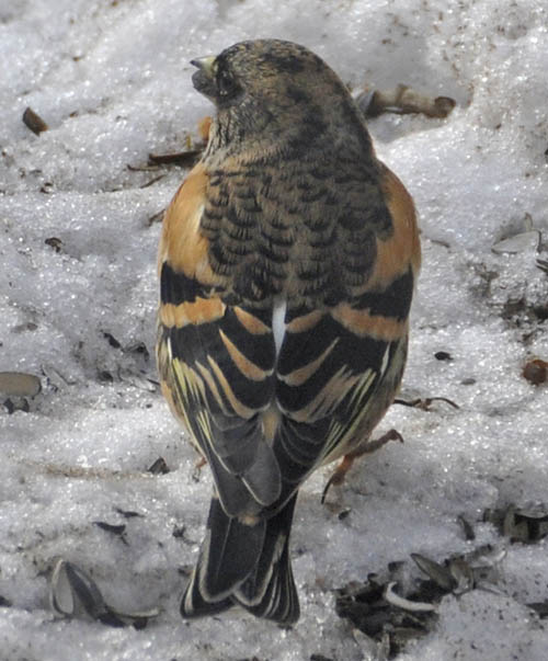 Kv�kerfinke, Fringilla montifringilla