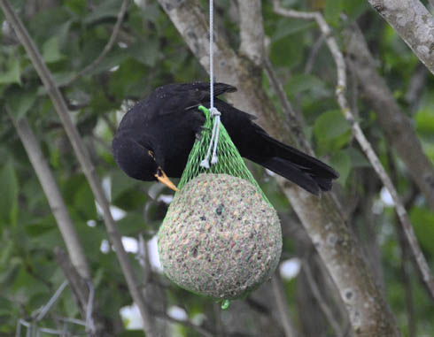 Solsort p� foderkugle.