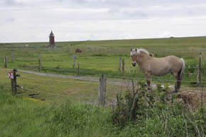 P� marsken ved Dageb�ll