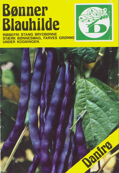 Haveb�nne, Blauhilde, Phaseolus vulgaris </i>L.<i>