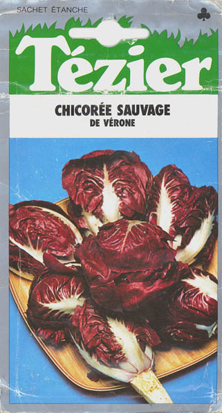 Cikorie, Sauvage de V�rone, Cichorium intybus </i>L.<i>