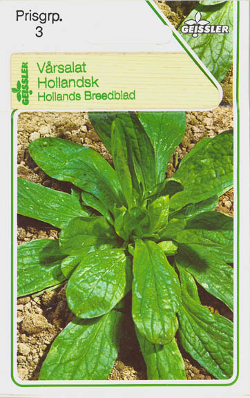 V�rsalat, Holl�ndischer Breitbl�ttiger, Valerianella