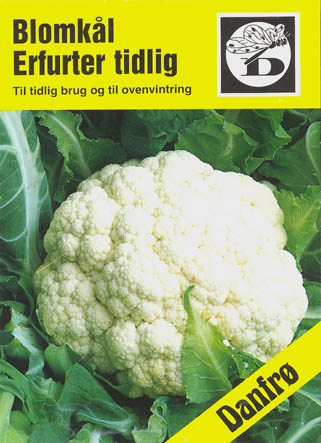 Blomk�l, Erfurter, Brassica oleracea </i>L. var. <i>botytris