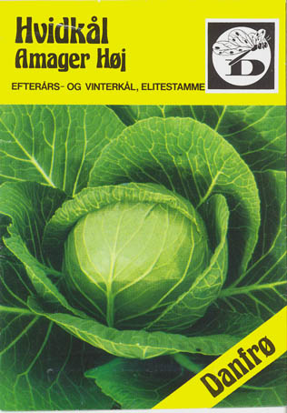 Hvidk�l, Amager h�j, Brassica oleracea </i>L. var. <i>alba