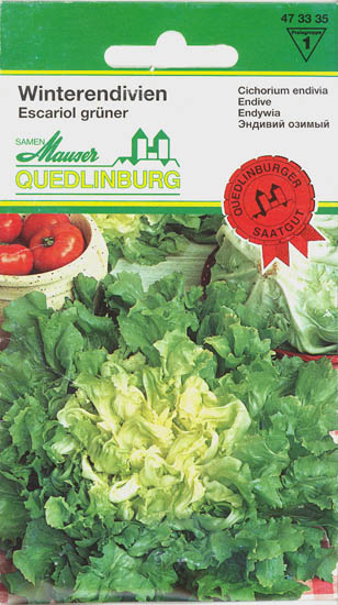 Endivie, Escariol gr�ner, Cichorium endivia </i>L.<i>