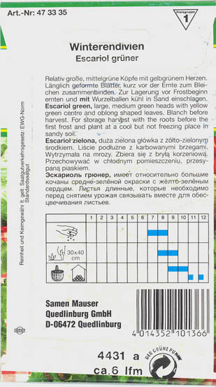 Endivie, Escariol gr�ner, Cichorium endivia </i>L.<i>