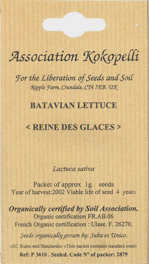 Havesalat, hovedsalat, Reine des Glaces, Lactuca sativa </i>L. var. <i>capitata