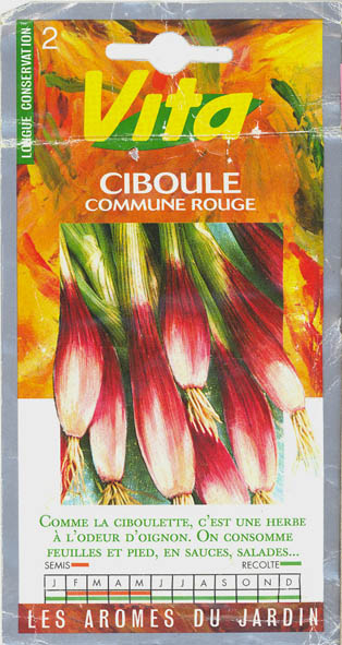 Pibel�g, Ciboule, Allium fistulosum </i>L<i>