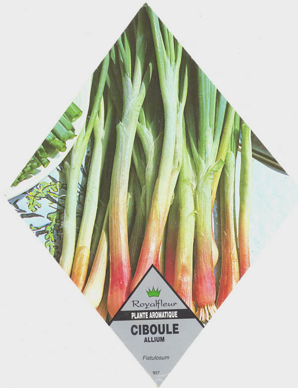 Pibel�g, Ciboule, Allium fistulosum </i>L<i>