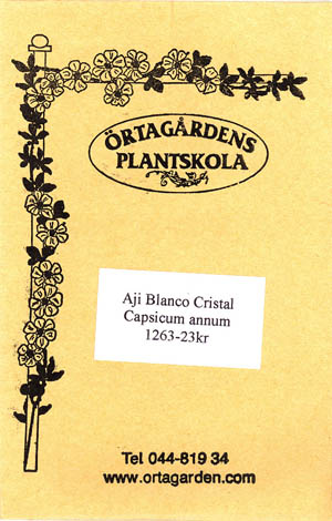 Chilipeber, Aj� Blanco Cristal, Capsicum annuum </i>L.<i>