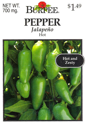 Chilipeber, Jalape�o, Capsicum annuum </i>L.<i>
