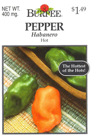 Ringb�gret chili, Haba�ero Orange, Capsicum chinense