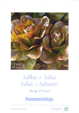 Havesalat, bindsalat, Rouge d'Hiver, Lactuca sativa </i>L. var. <i>longifolia.