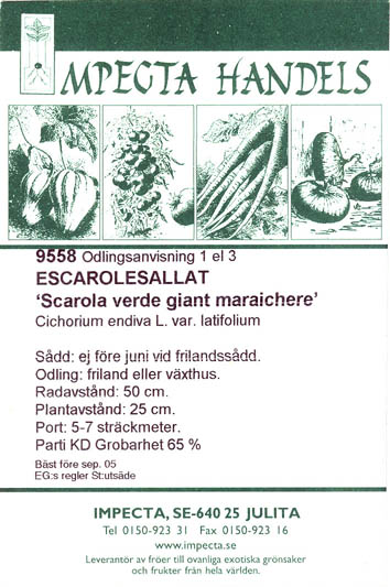 Endivie, Scarola verde giant maraichere, Cichorium endivia </i>L.<i>