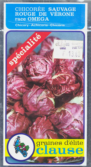 Cikorie, Rouge de V�rone race Omega, Cichorium intybus </i>L.<i>