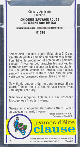 Cikorie, Rouge de V�rone race Omega, Cichorium intybus </i>L.<i>